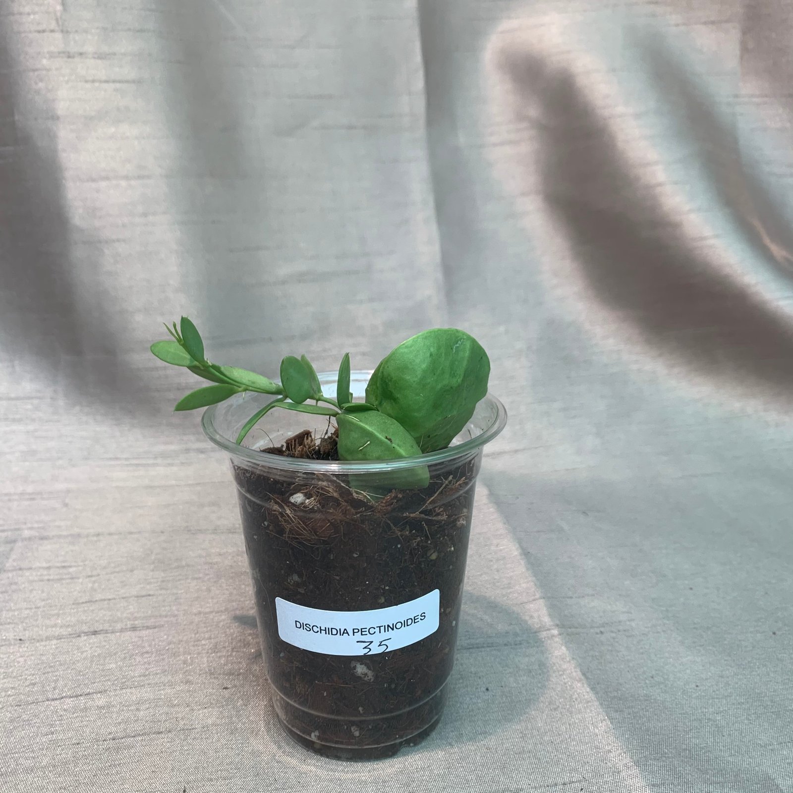 Dischidia Pectinoides - Image 7