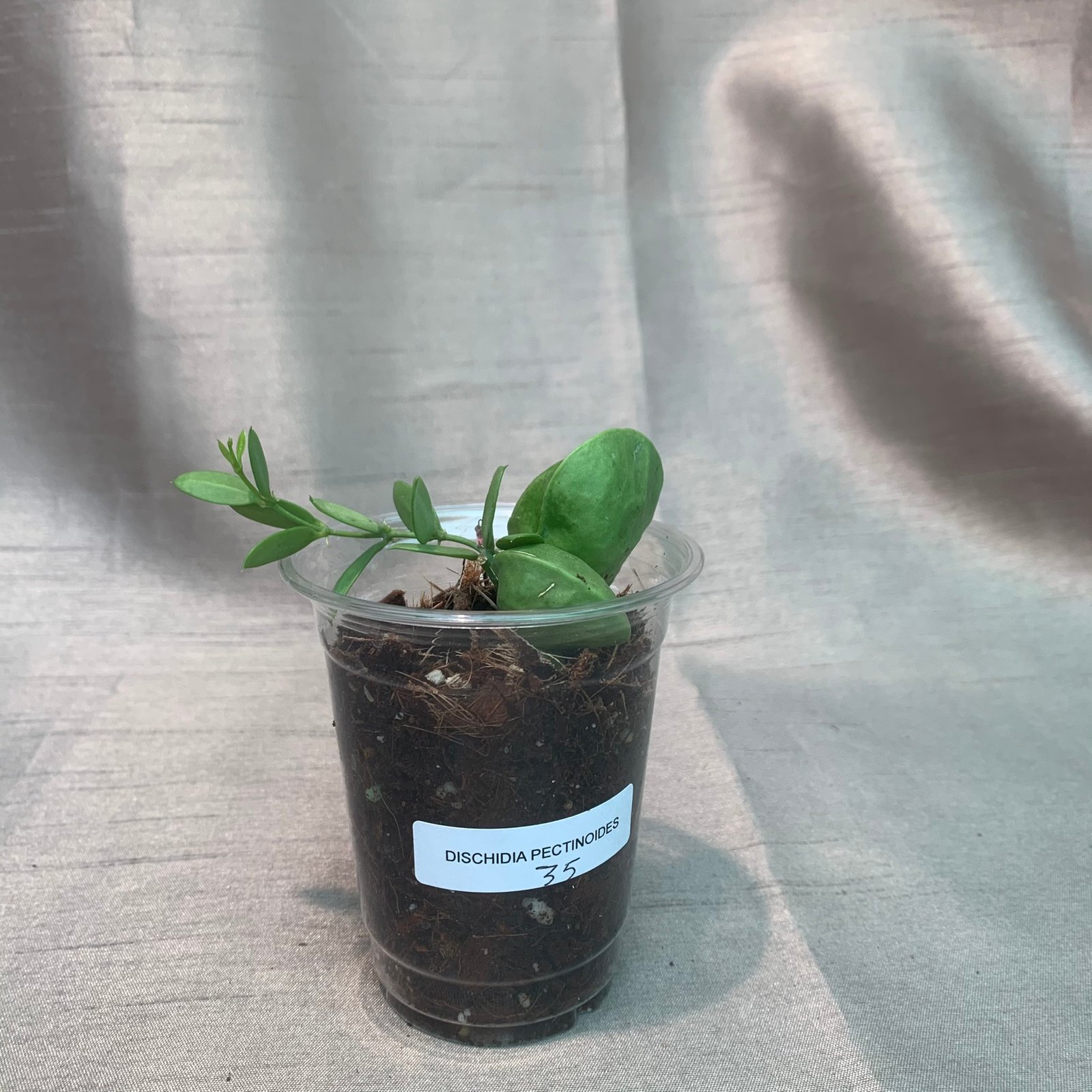 Dischidia Pectinoides - Image 6