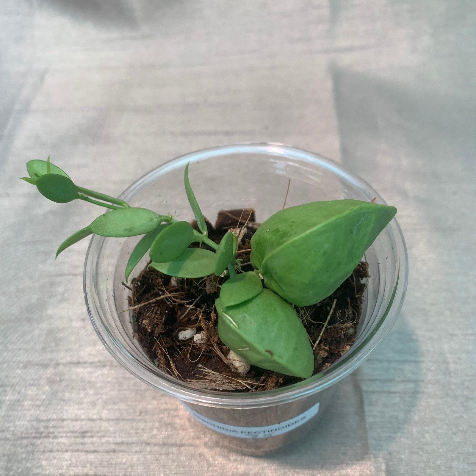 Dischidia Pectinoides - Image 5