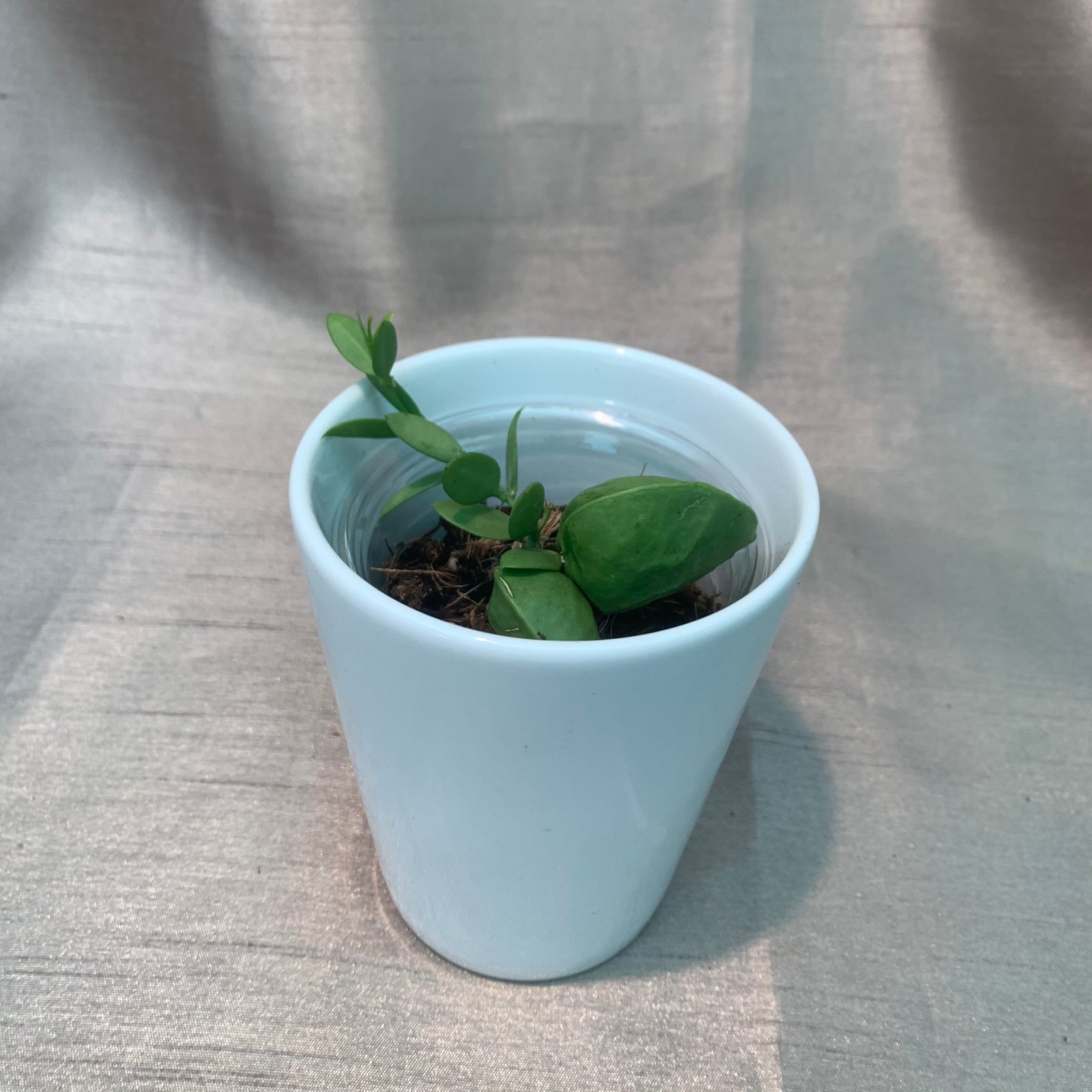 Dischidia Pectinoides - Image 4