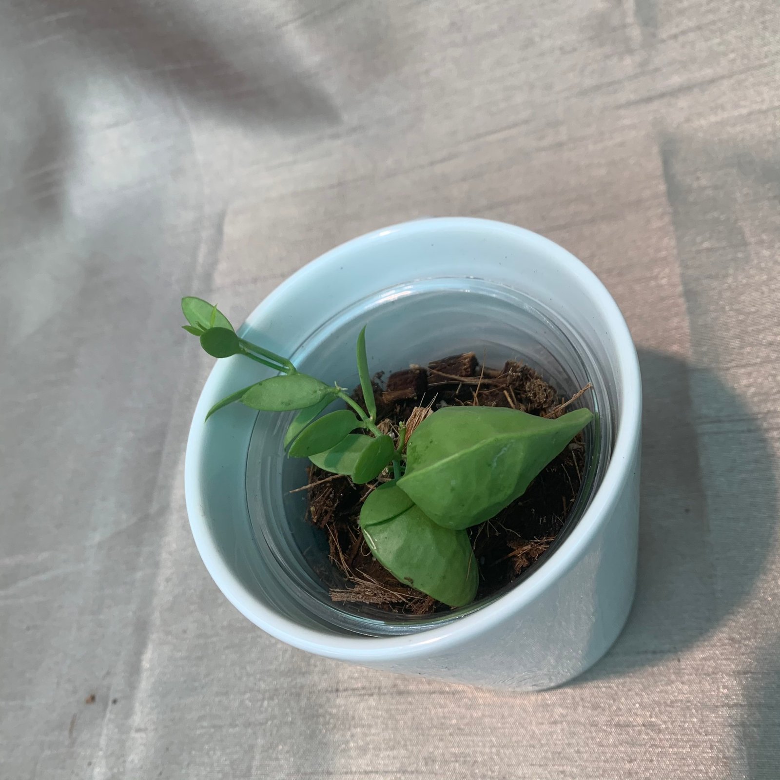 Dischidia Pectinoides - Image 3