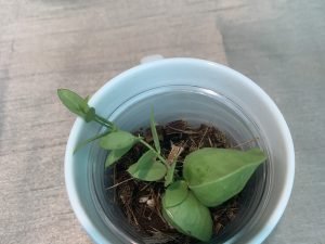 Dischidia Pectinoides