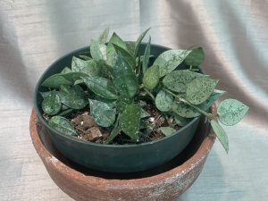 Hoya Krohniana Silver - Super Eskimo (Large)