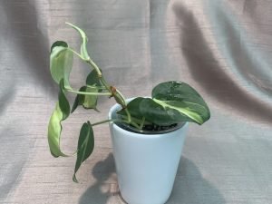 Philodendron Cream Splash (Medium)
