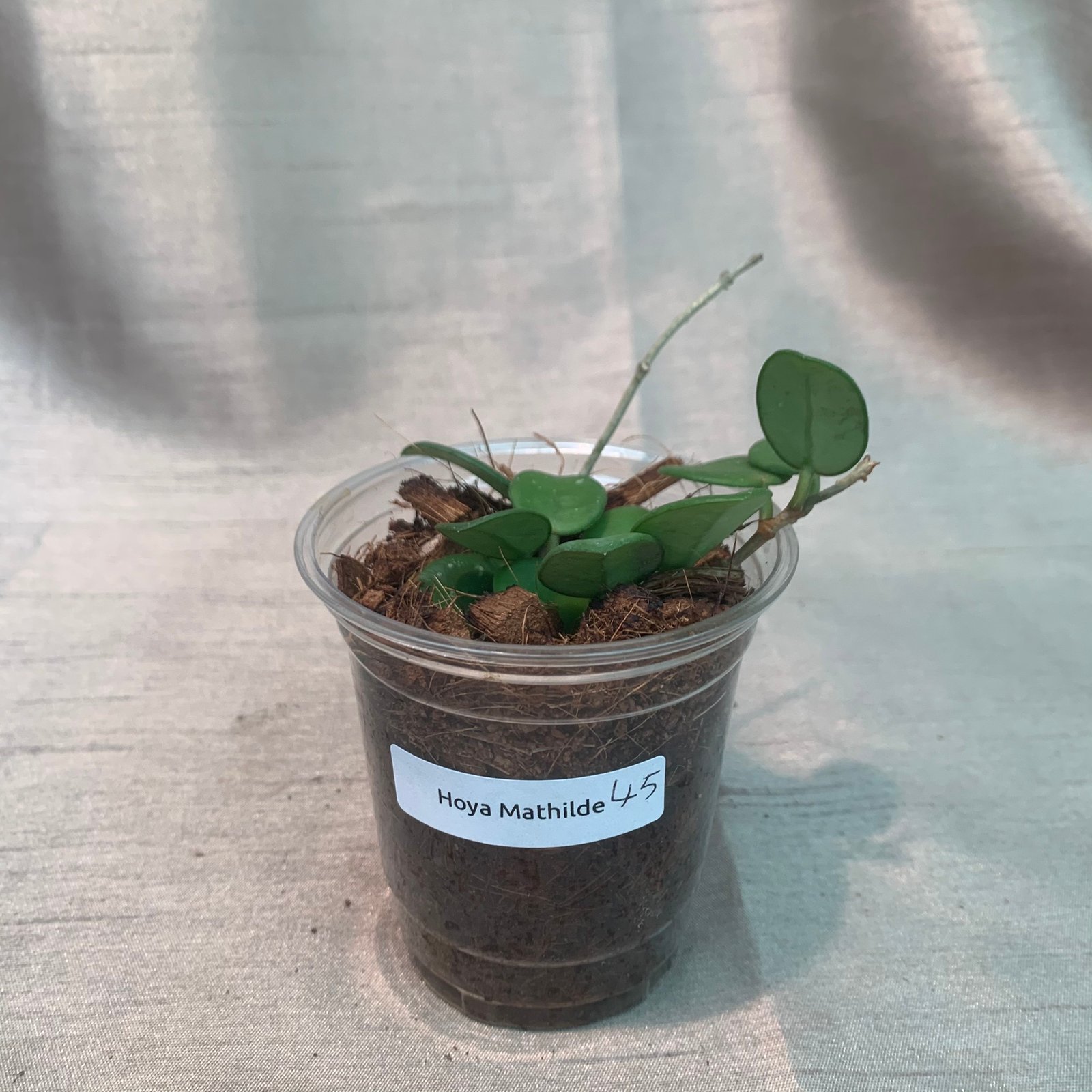 Hoya Mathilde (Small) - Image 9