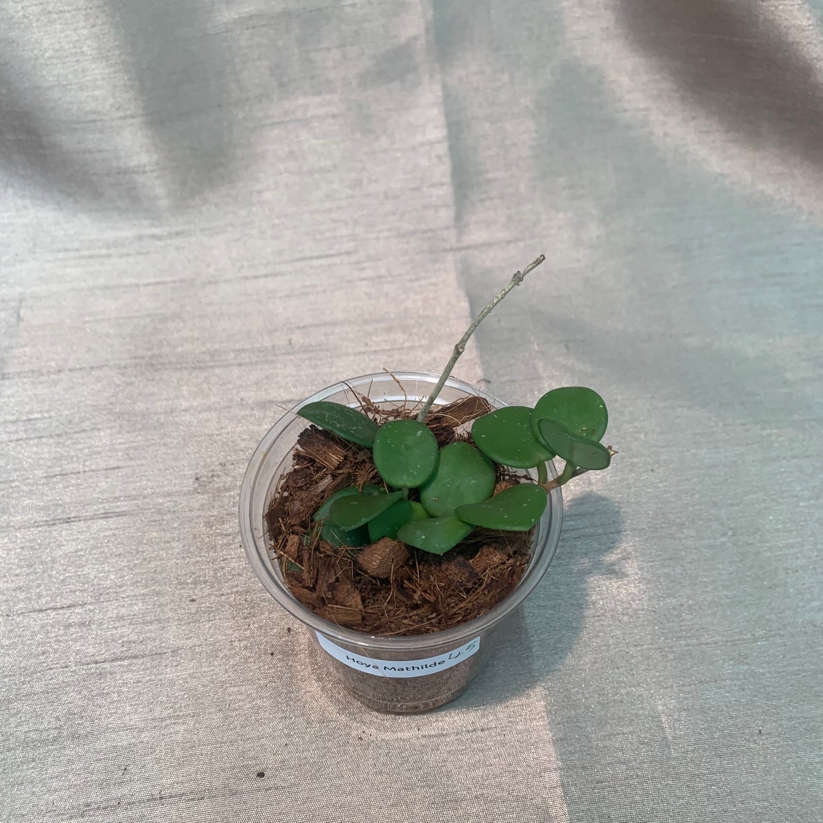 Hoya Mathilde (Small) - Image 8