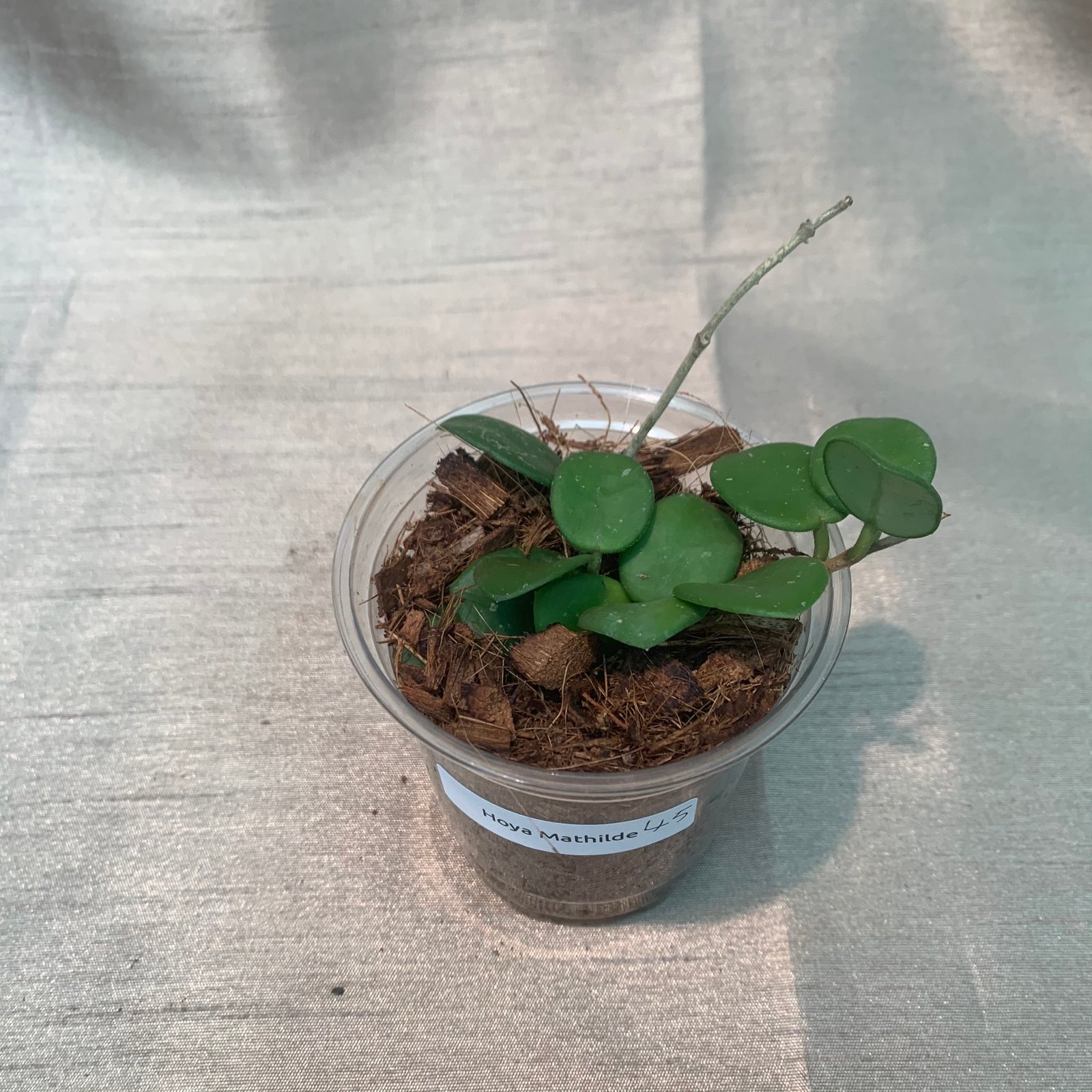 Hoya Mathilde (Small) - Image 7