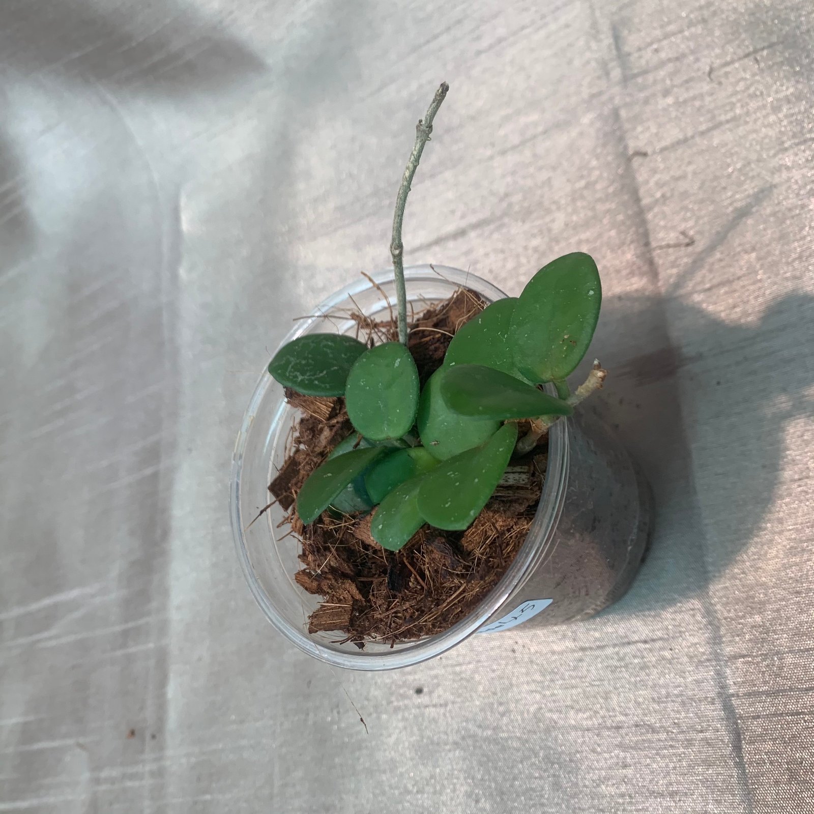 Hoya Mathilde (Small) - Image 6