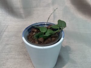 Hoya Mathilde (Small)