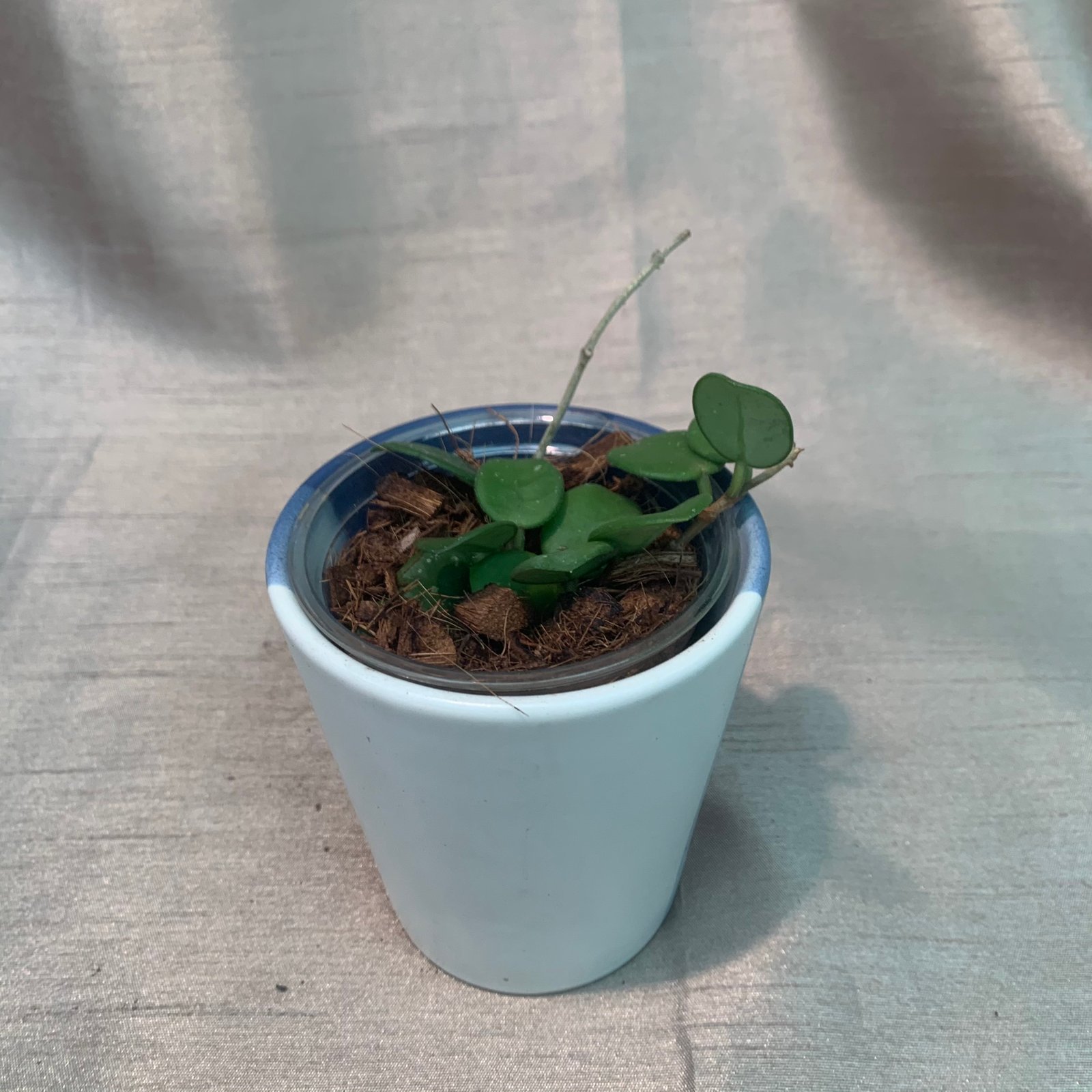 Hoya Mathilde (Small)