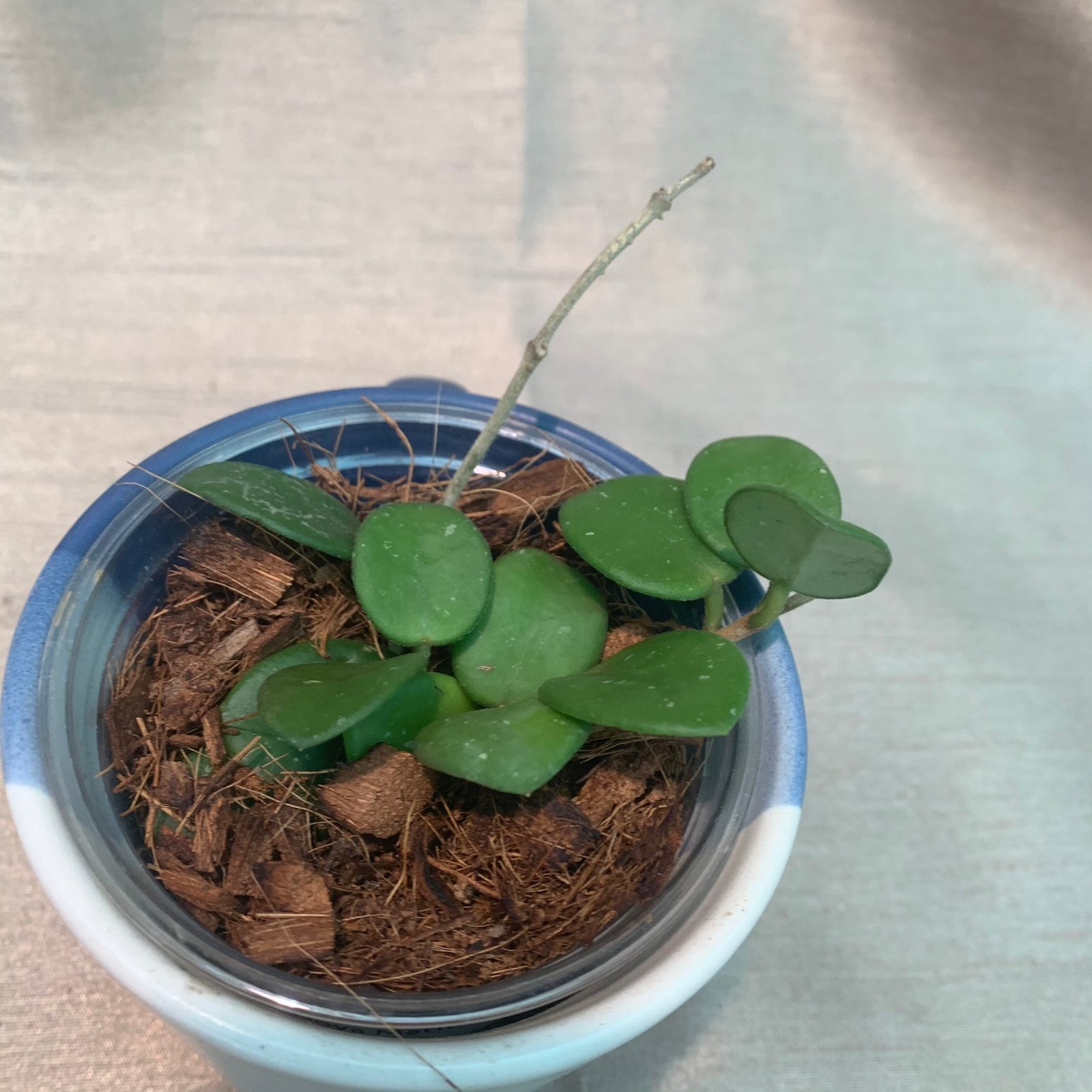 Hoya Mathilde (Small) - Image 4