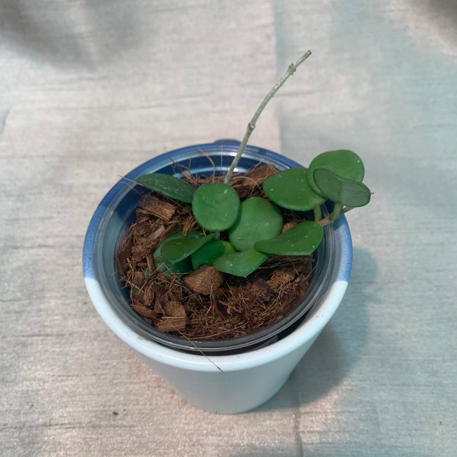 Hoya Mathilde (Small) - Image 2