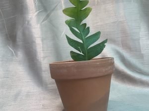 Selenicereus Chrysocadium - Fern Leaf Cactus (Small)