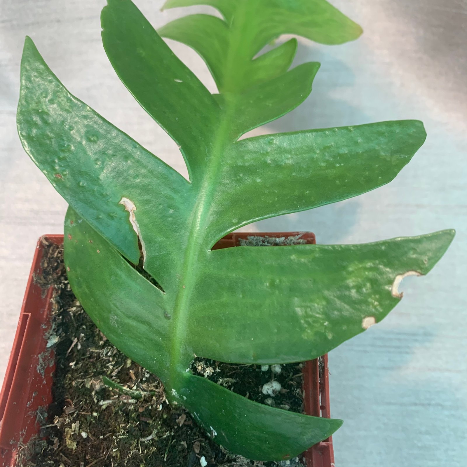 Selenicereus Chrysocadium - Fern Leaf Cactus (Small) - Image 7