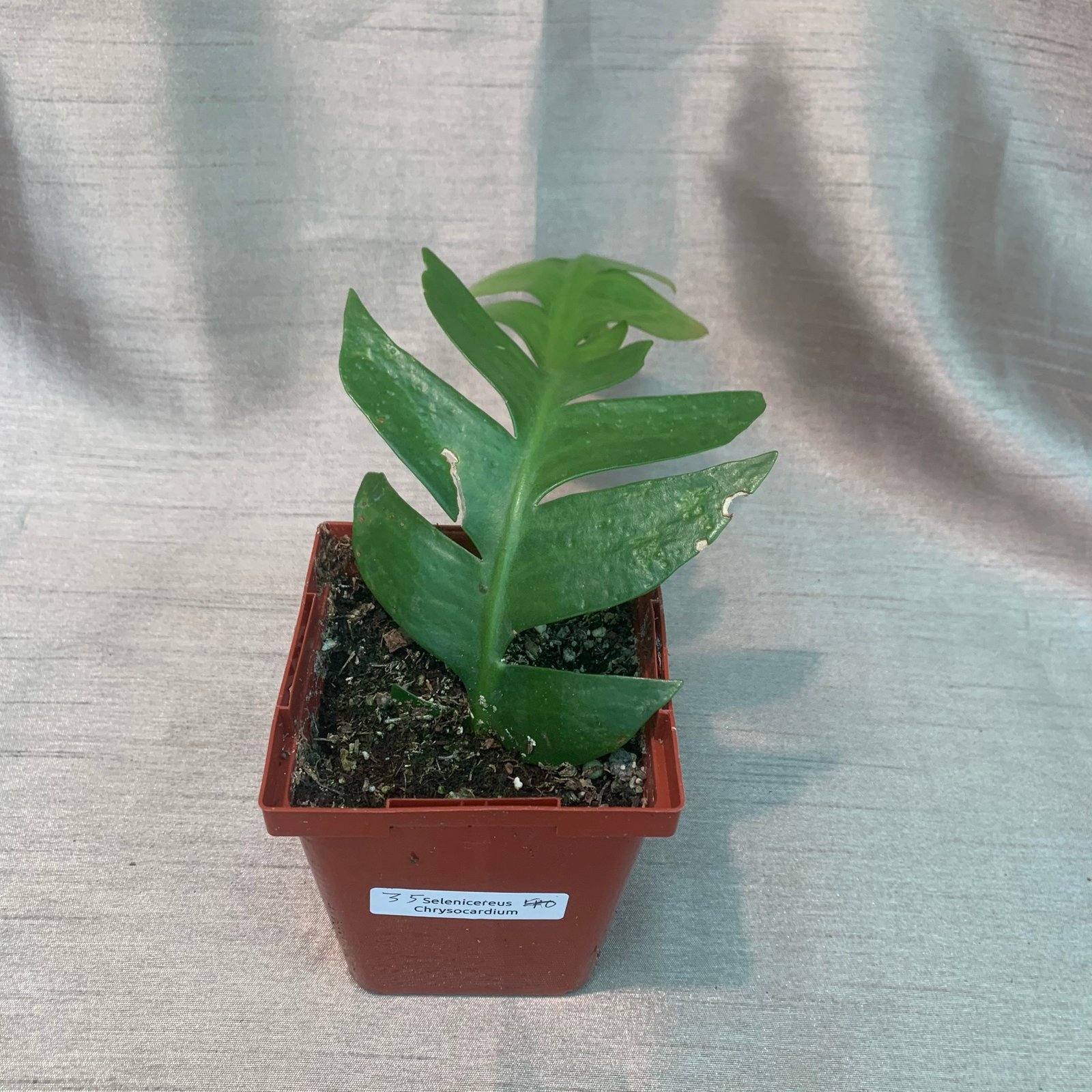 Selenicereus Chrysocadium - Fern Leaf Cactus (Small) - Image 5