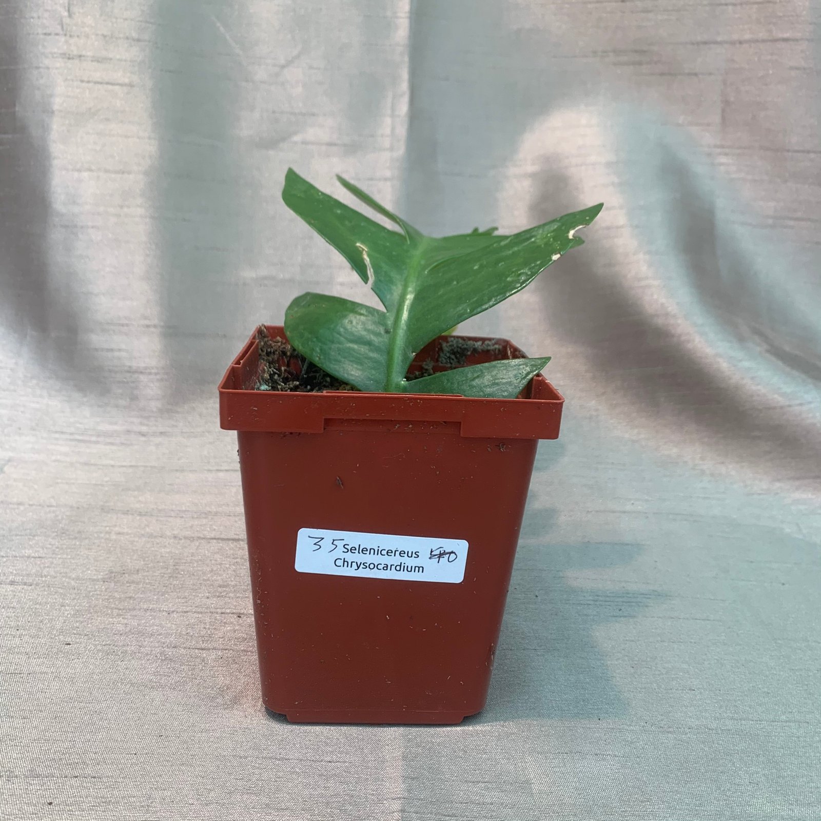 Selenicereus Chrysocadium - Fern Leaf Cactus (Small) - Image 4