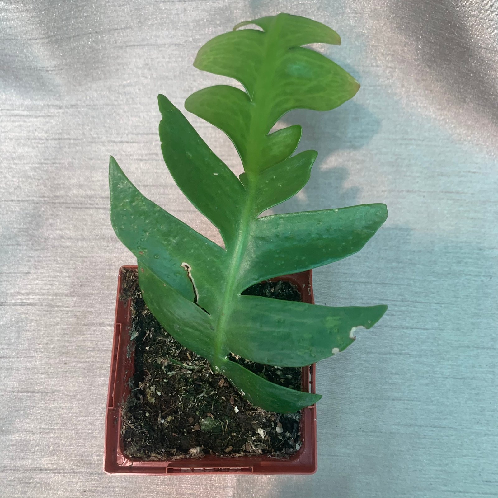 Selenicereus Chrysocadium - Fern Leaf Cactus (Small) - Image 3