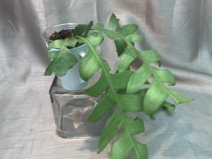 Selenicereus Cheysocardium - Fern Leaf Cactus (Medium)