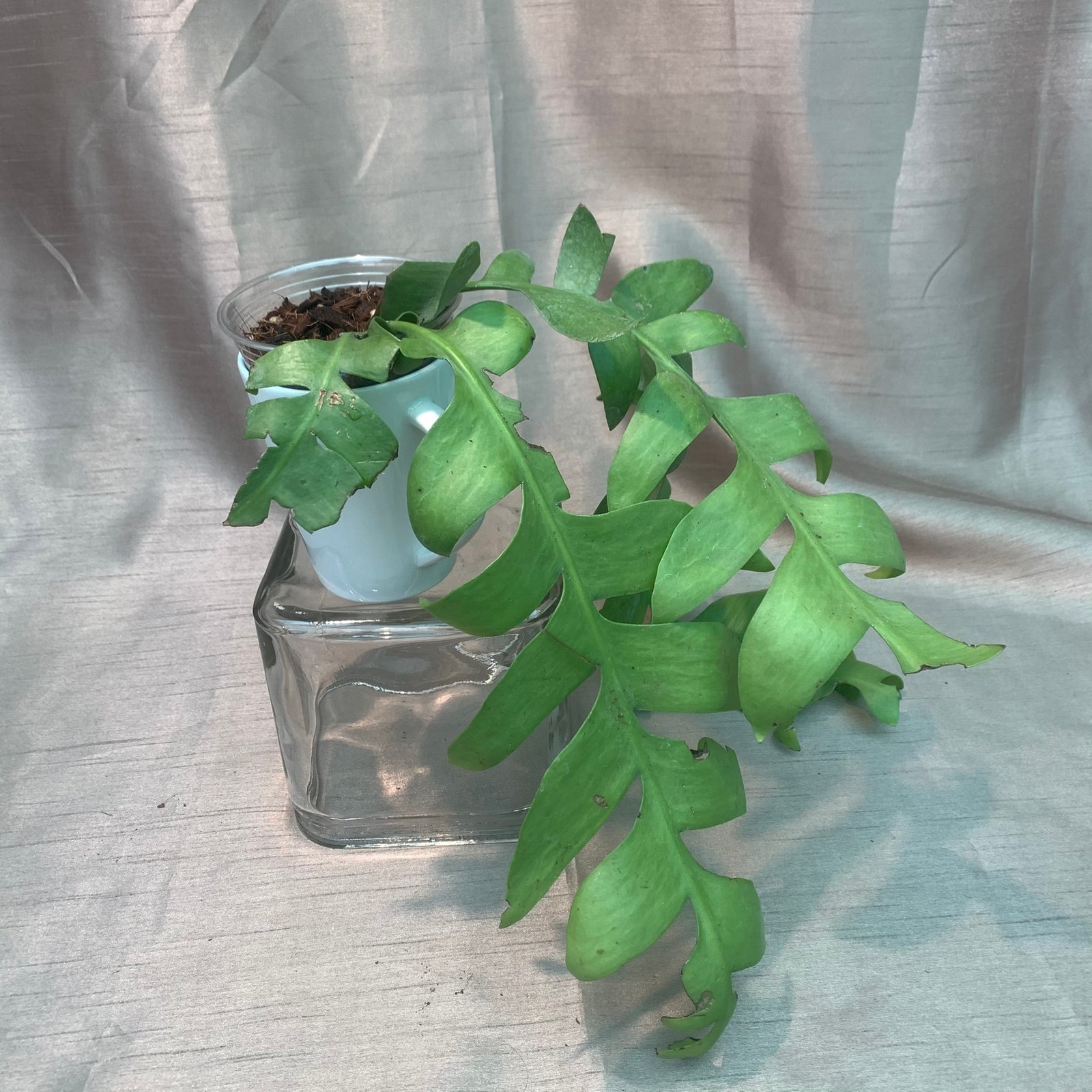 Selenicereus Cheysocardium - Fern Leaf Cactus (Medium)