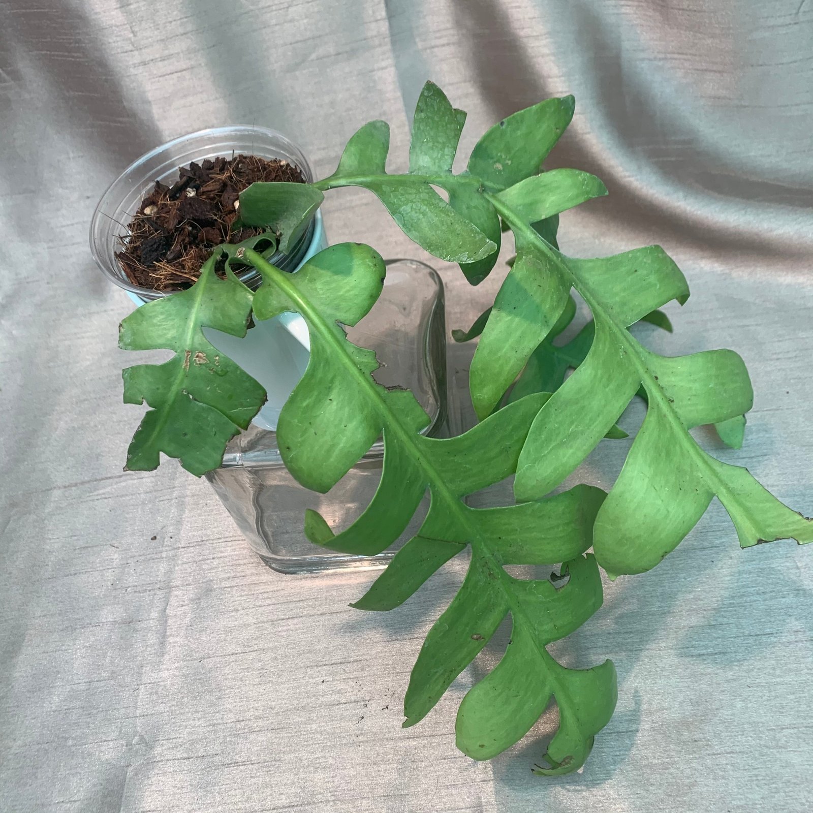 Selenicereus Cheysocardium - Fern Leaf Cactus (Medium) - Image 5