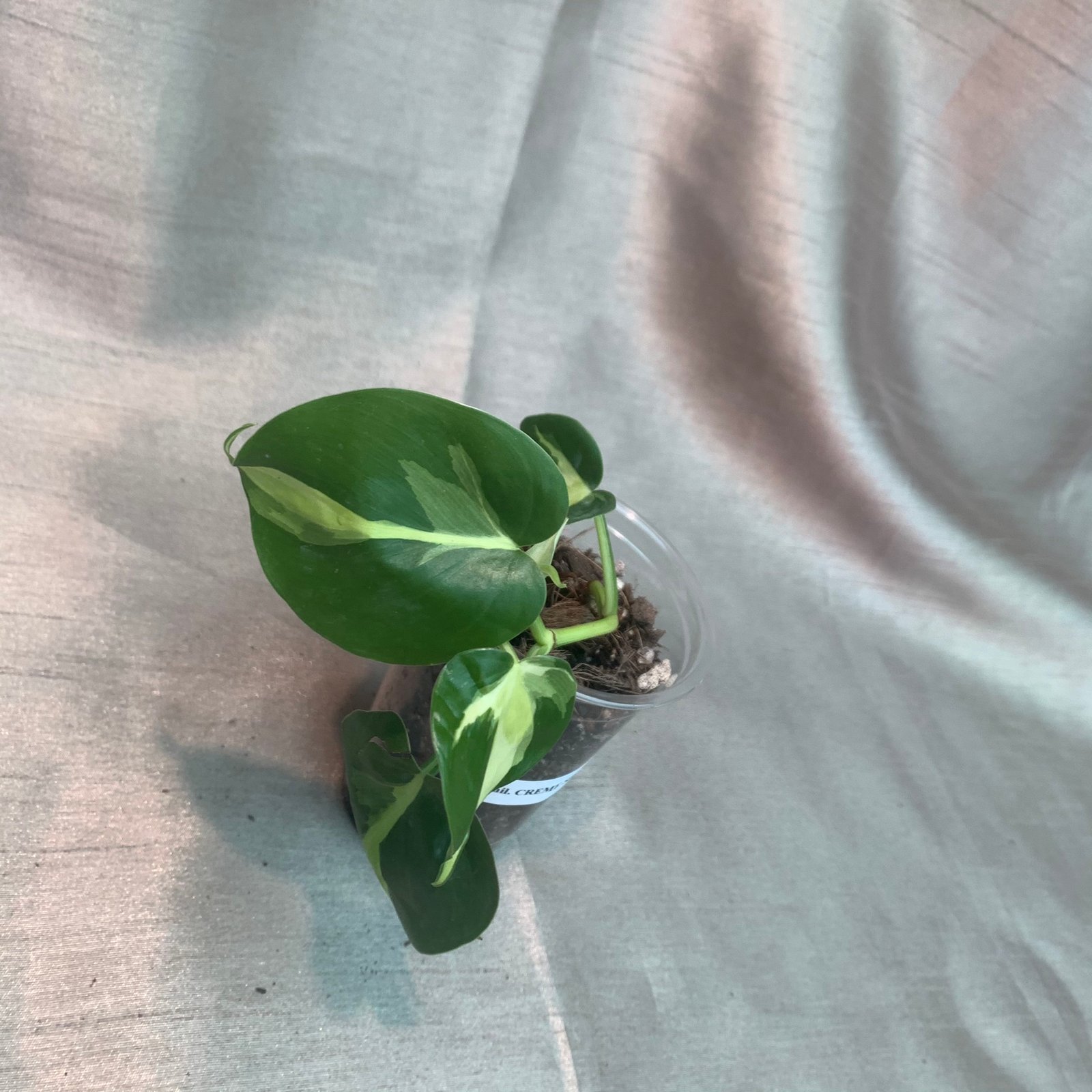 Philodendron Cream Splash (Small) - Image 9