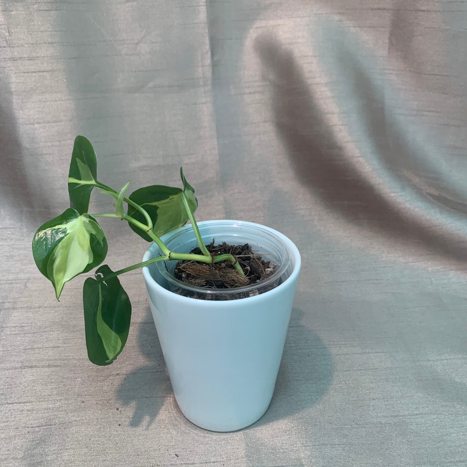 Philodendron Cream Splash (Small) - Image 8