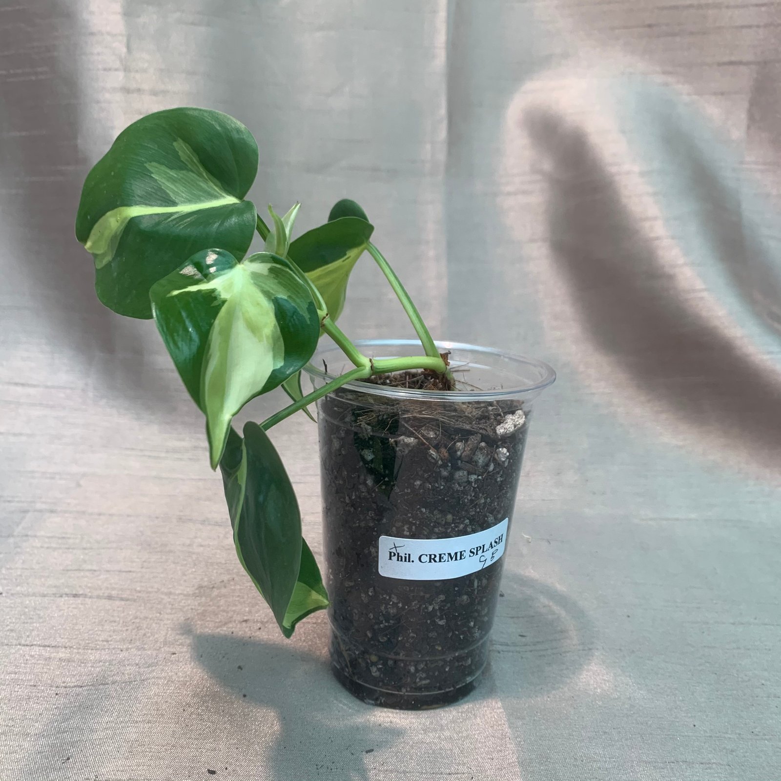 Philodendron Cream Splash (Small) - Image 7