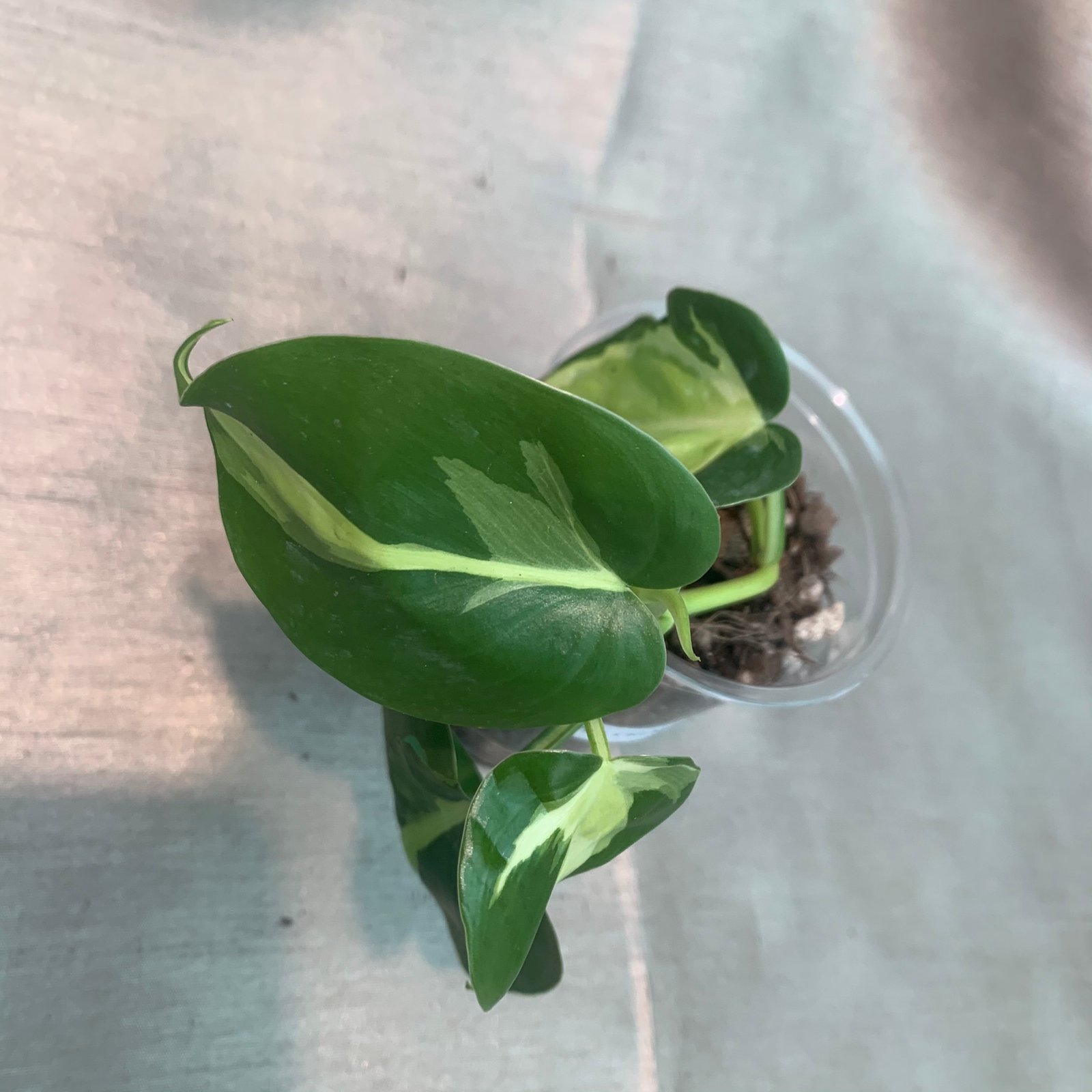 Philodendron Cream Splash (Small) - Image 6