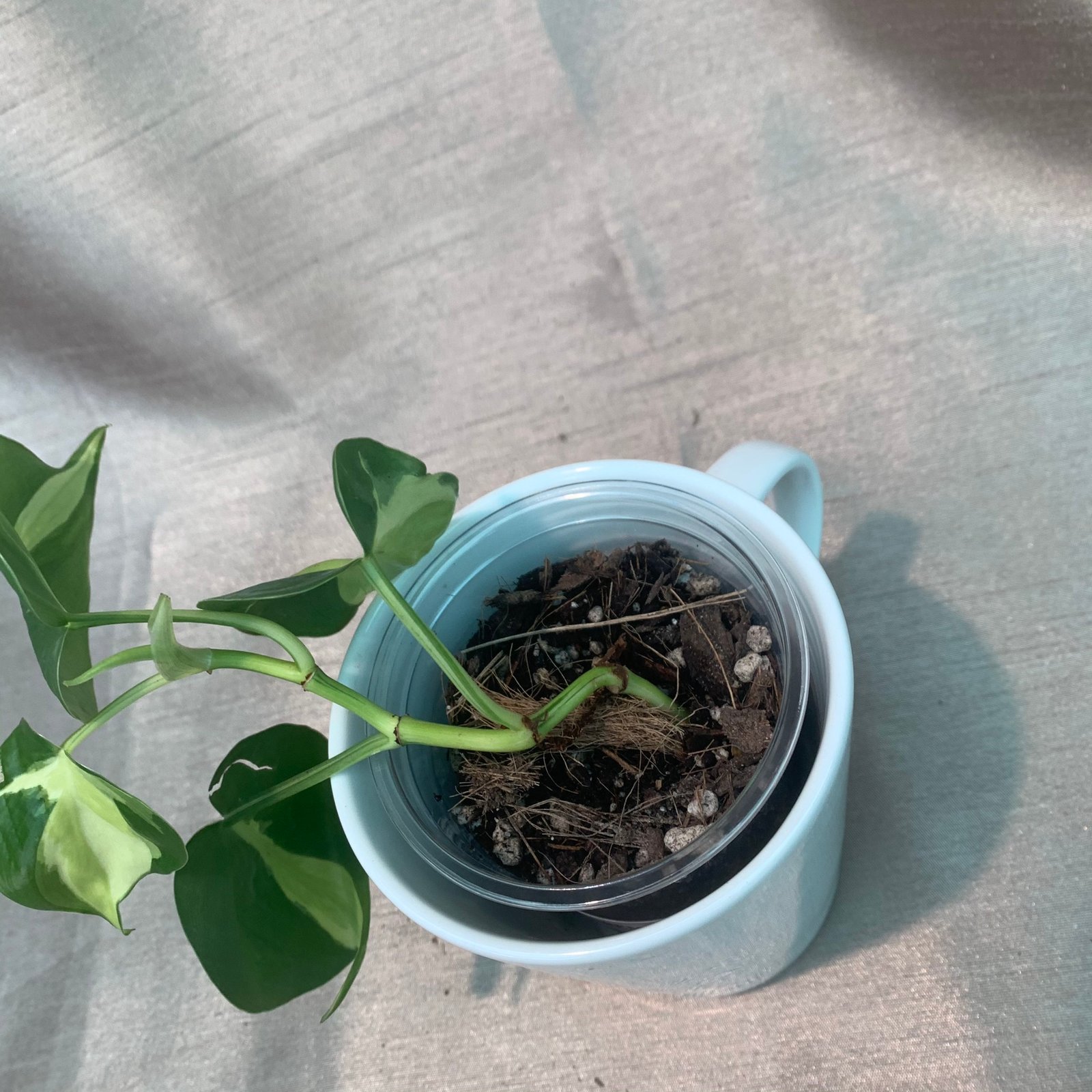 Philodendron Cream Splash (Small) - Image 5