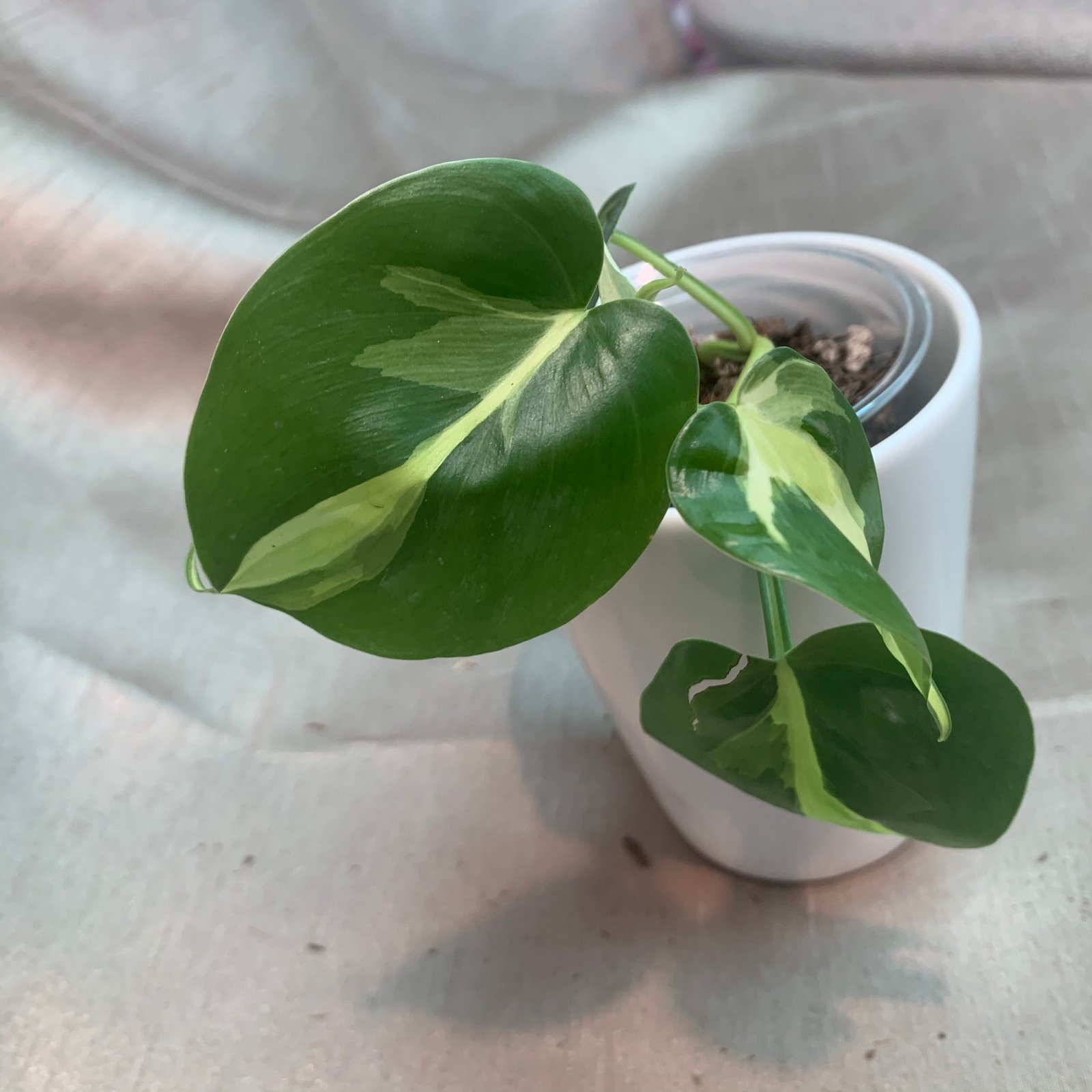 Philodendron Cream Splash (Small)