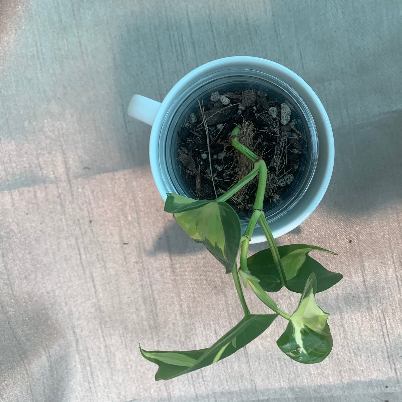 Philodendron Cream Splash (Small) - Image 2