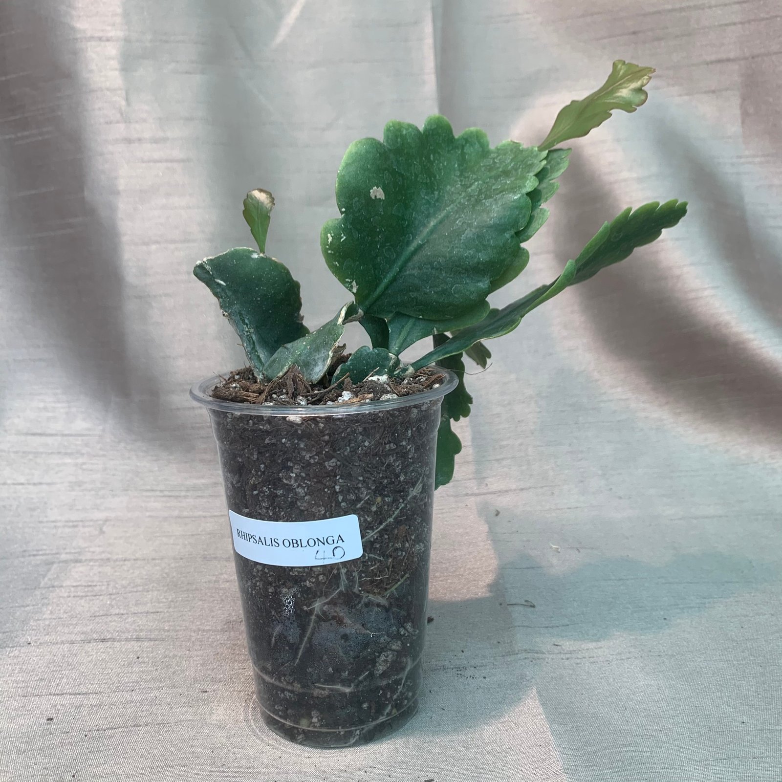 Rhipsalis Oblonga - Image 7