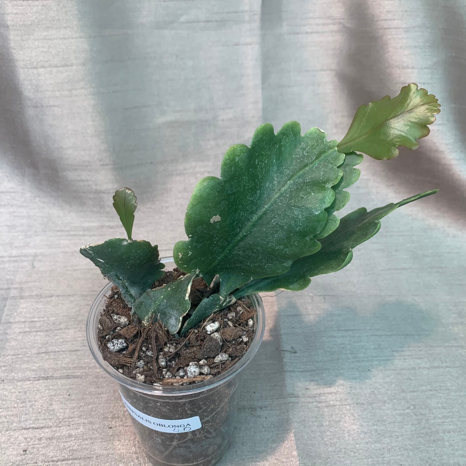 Rhipsalis Oblonga - Image 6