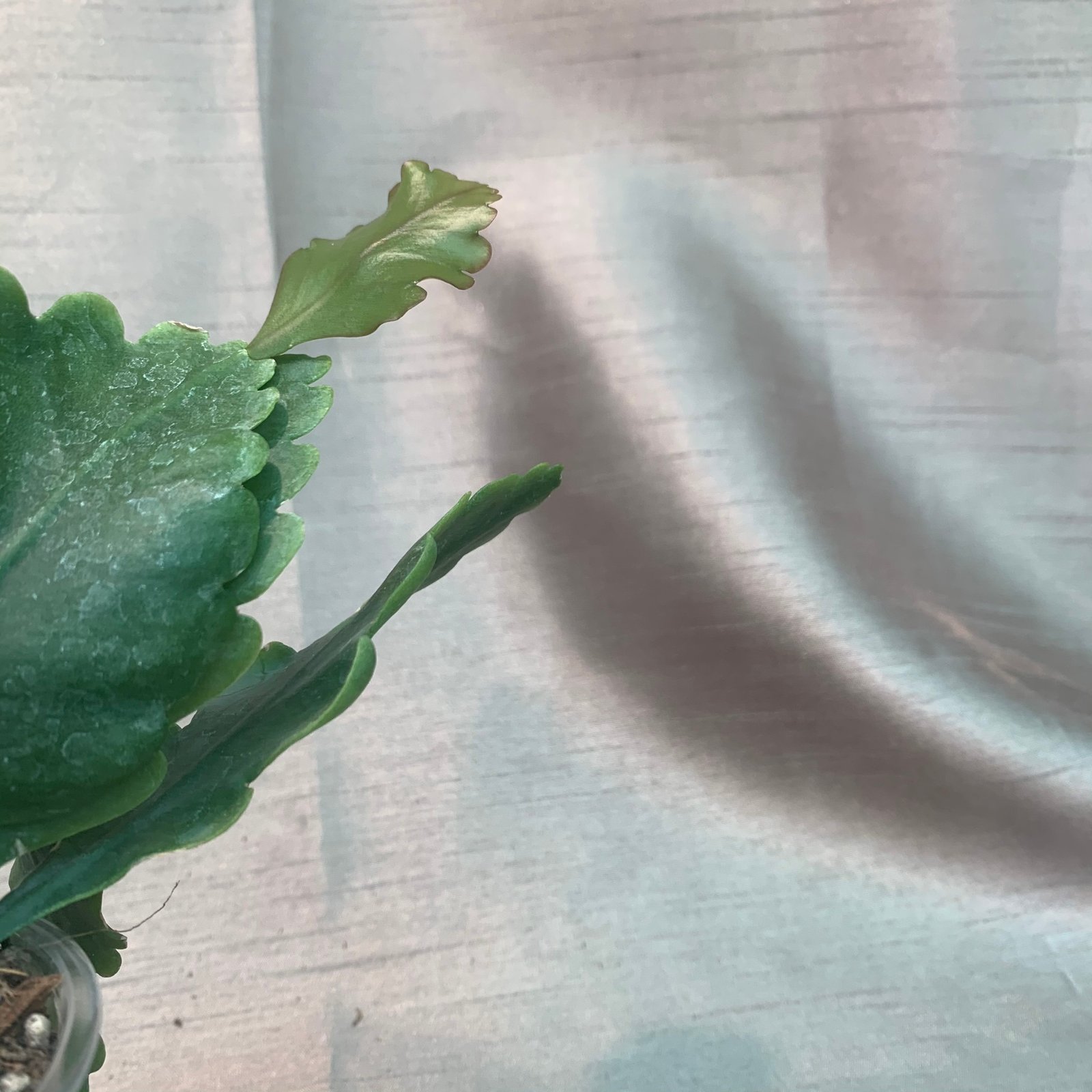 Rhipsalis Oblonga - Image 5