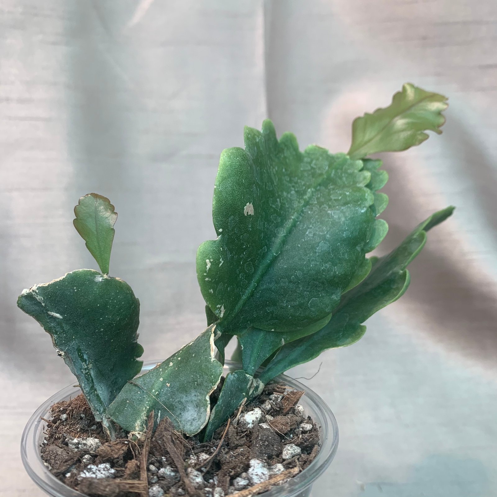 Rhipsalis Oblonga - Image 2