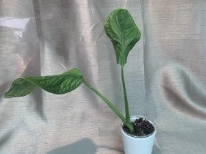 Monstera Pinnatipartita (Small)