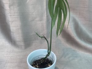 Amydrium Zippelianum