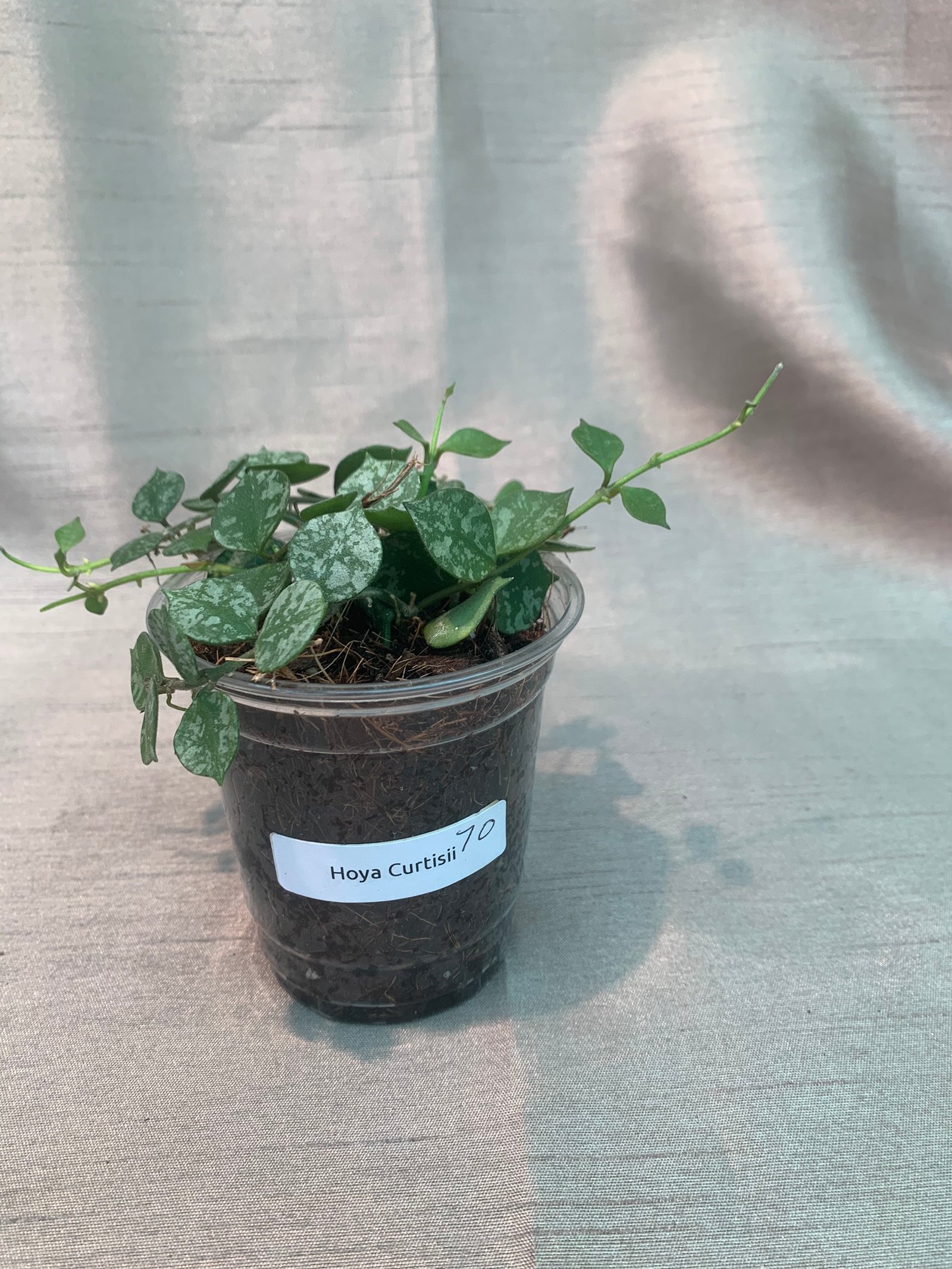 Hoya Curtisii - Image 8