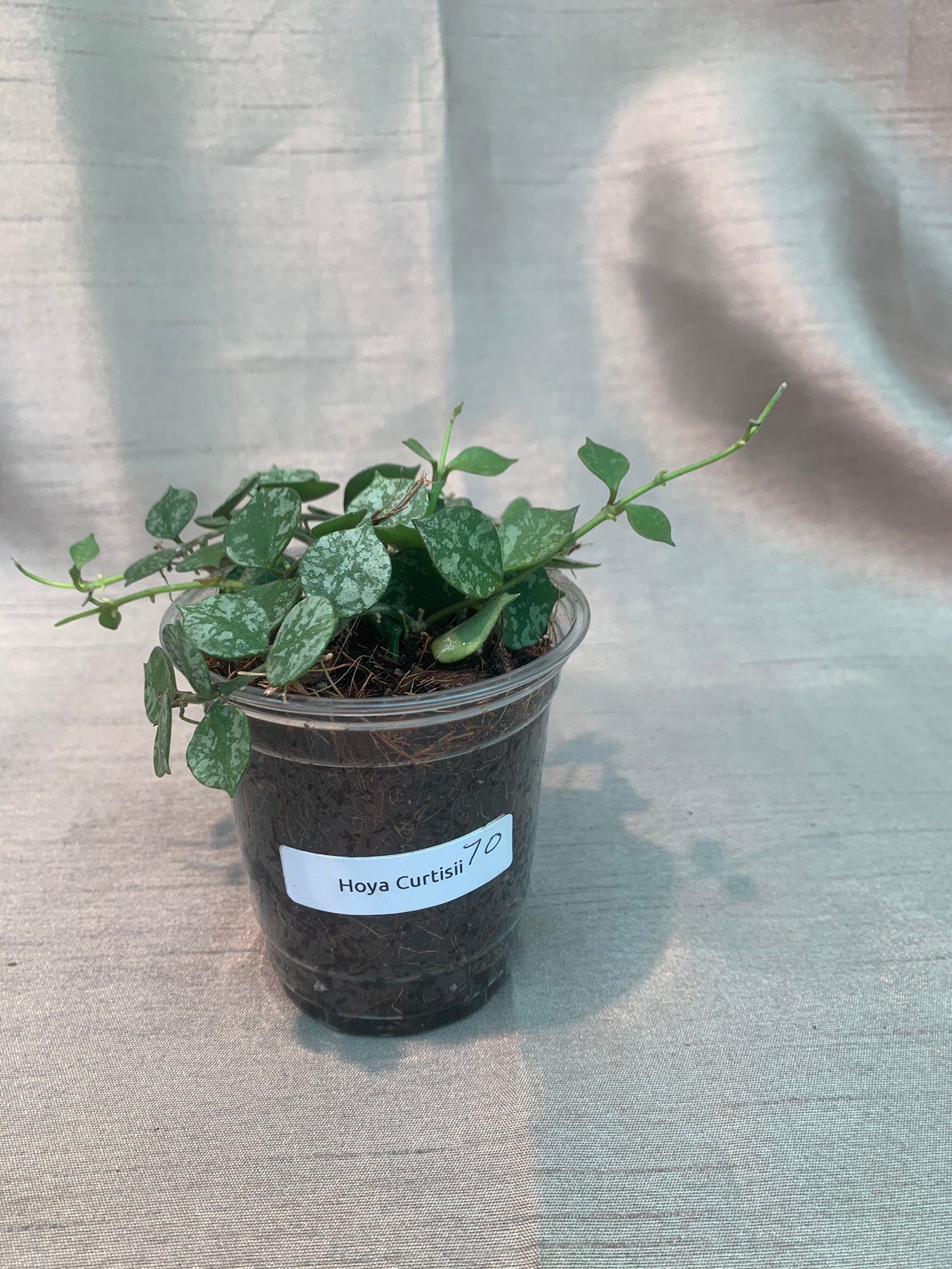 Hoya Curtisii - Image 7