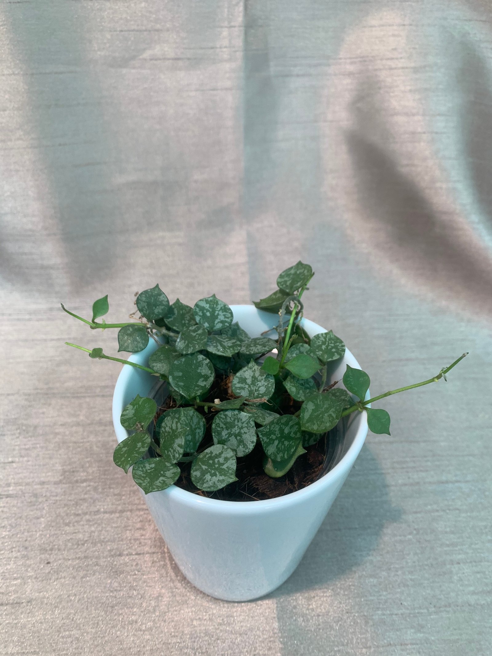 Hoya Curtisii - Image 6