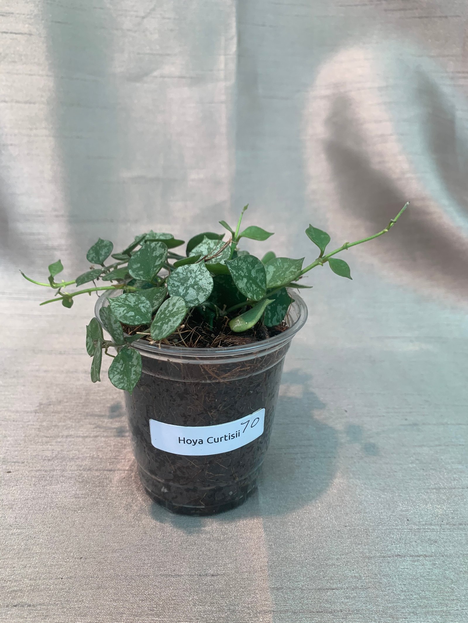 Hoya Curtisii - Image 5