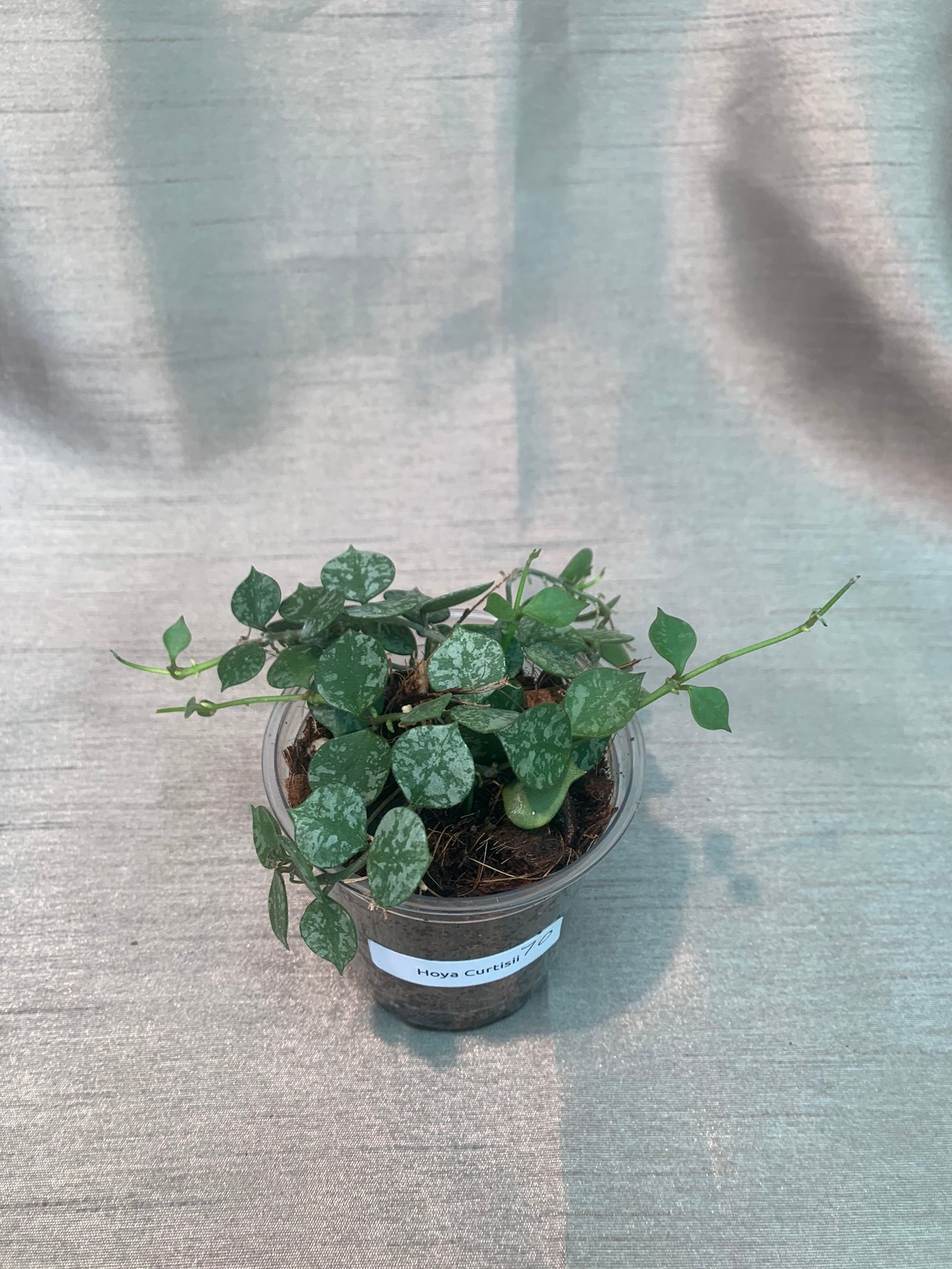 Hoya Curtisii - Image 4