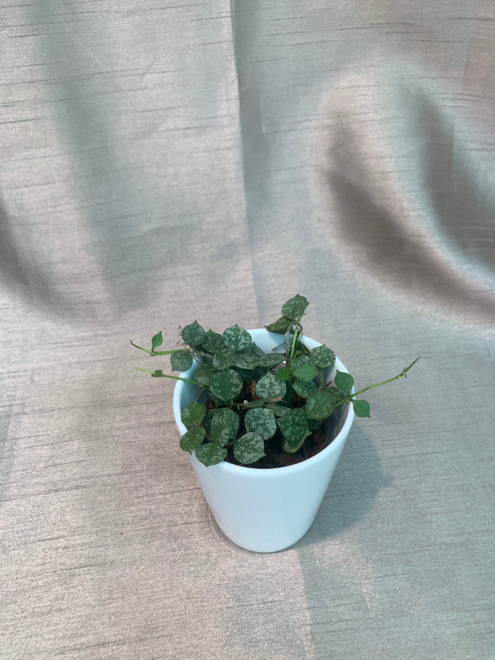 Hoya Curtisii - Image 3