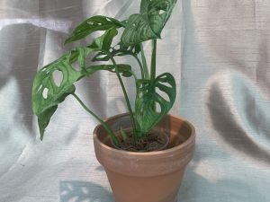 Monstera Acuminata (Small)