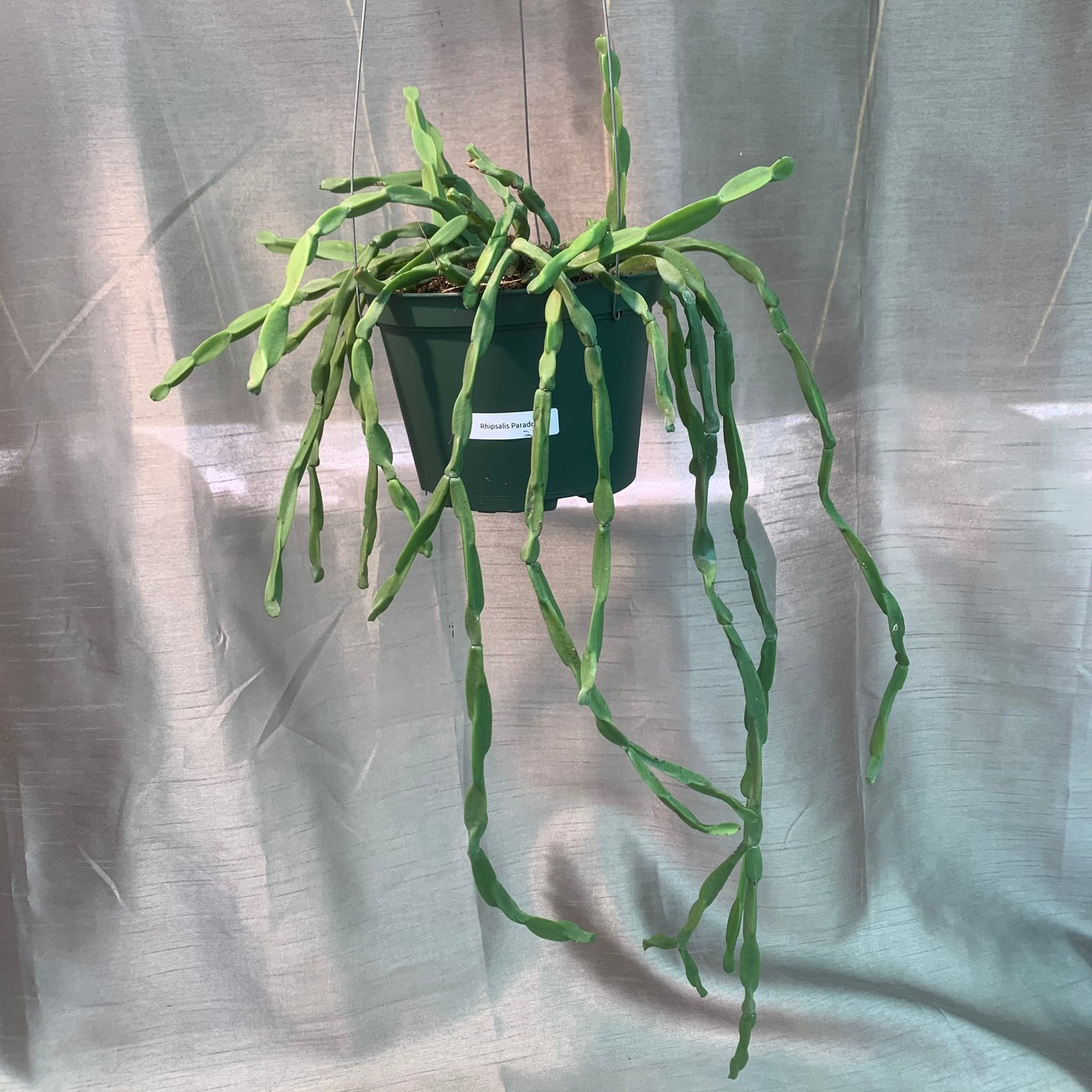 Rhipsalis Paradoxa (Extra Large)