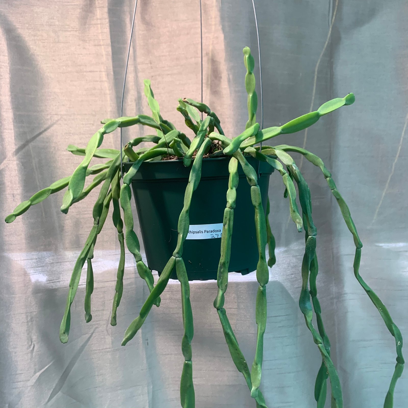 Rhipsalis Paradoxa (Extra Large) - Image 4