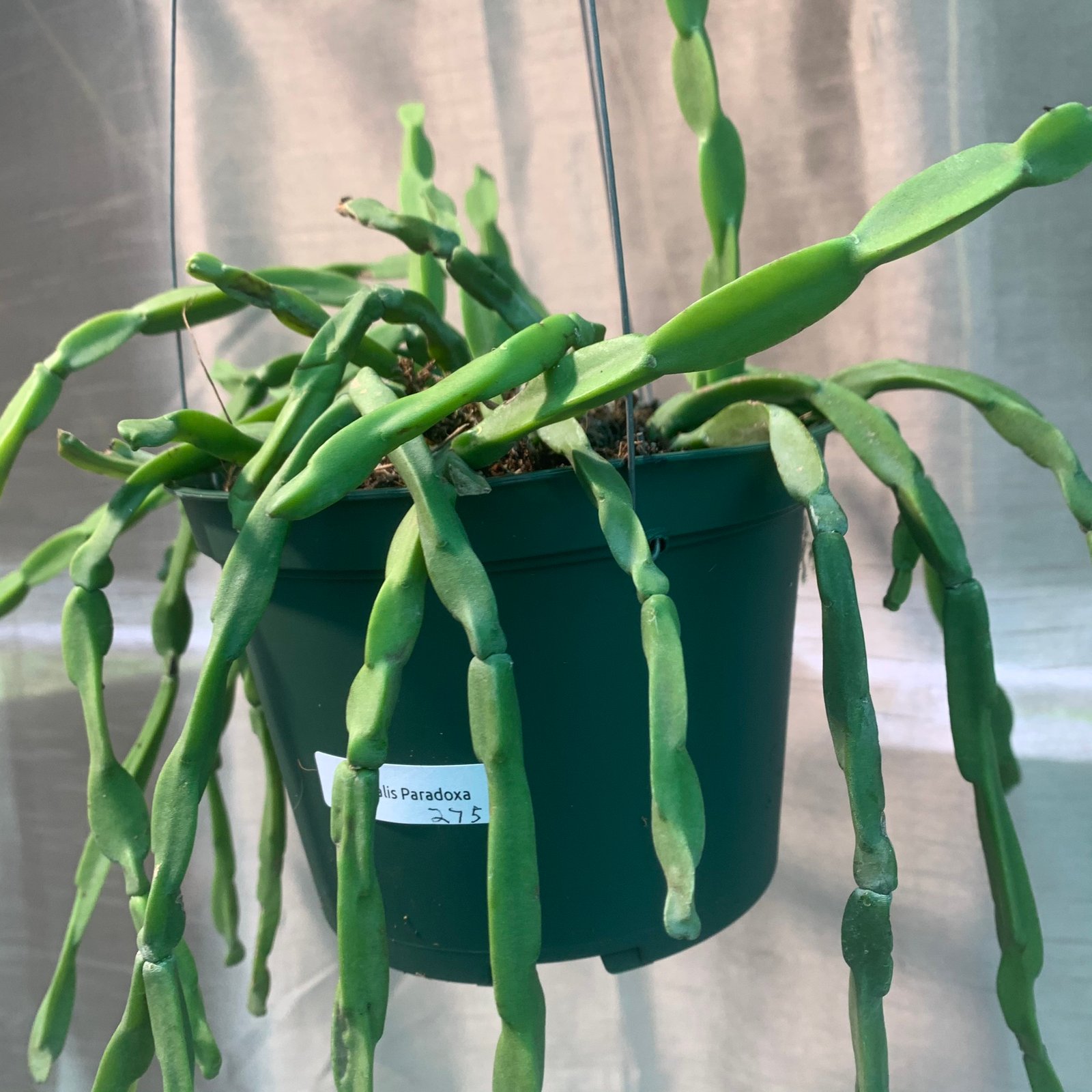 Rhipsalis Paradoxa (Extra Large) - Image 3
