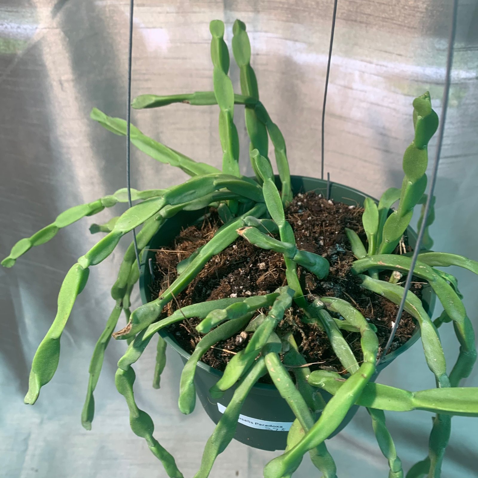 Rhipsalis Paradoxa (Extra Large) - Image 2