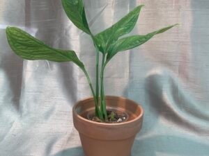 Monstera Pinnatipartita (Large)