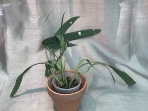 Anthurium Vittarifollium (B)